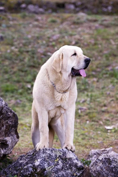 Όμορφη Γυναικεία Ισπανική Φυλή Mastiff Κίτρινο Χρώμα Επίστρωση Στο Βράχο — Φωτογραφία Αρχείου