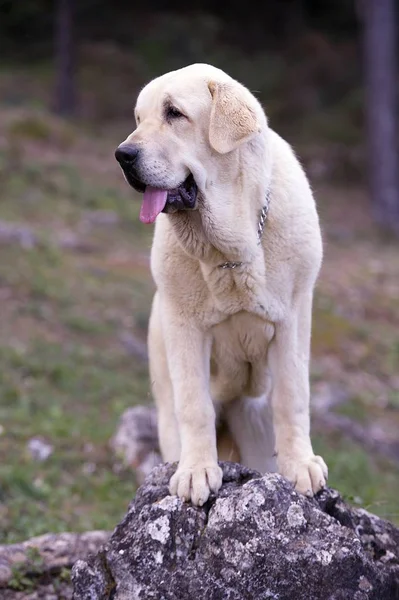 Hermosa Hembra Mastiff Español Raza Con Capa Color Amarillo Roca —  Fotos de Stock