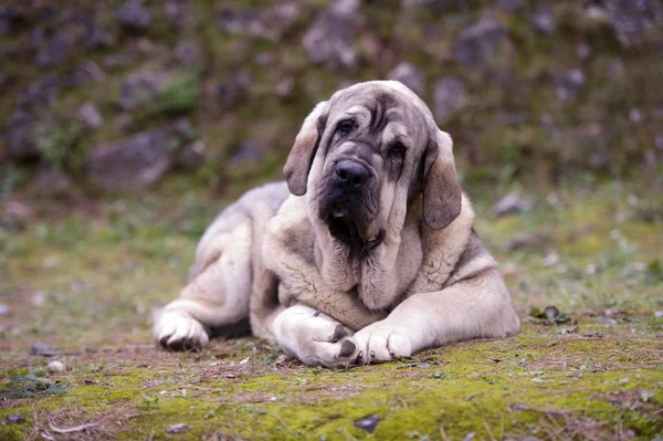 Çim üzerinde İspanyol Mastiff Breed Güzel Junior Köpek