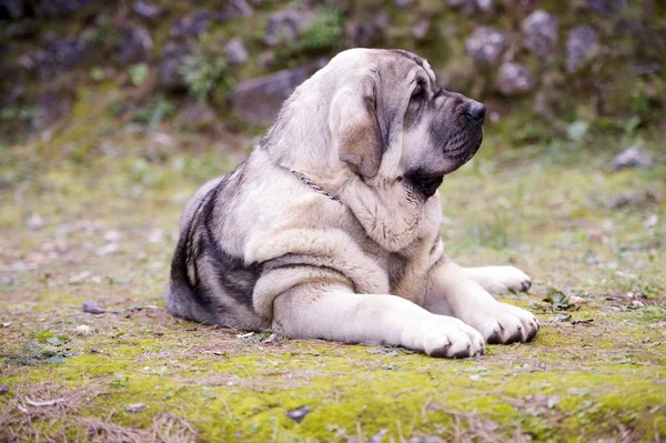 Piękny Młodszy Pies Mastifa Hiszpańskiego Rasy Trawie — Zdjęcie stockowe