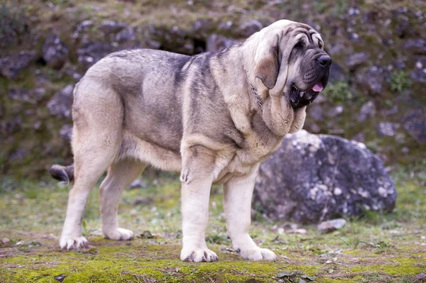 Çim üzerinde İspanyol Mastiff Breed Güzel Junior Köpek