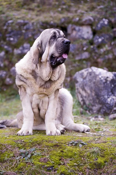 Όμορφο Νεαρό Σκυλί Του Ισπανού Mastiff Φυλή Στο Γρασίδι — Φωτογραφία Αρχείου