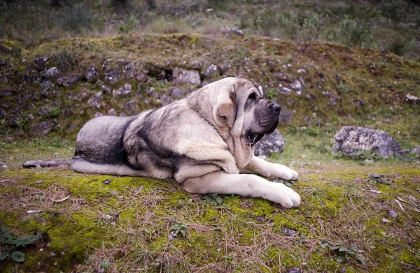 Çim üzerinde İspanyol Mastiff Breed Güzel Junior Köpek