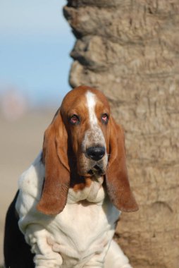 Basset hound