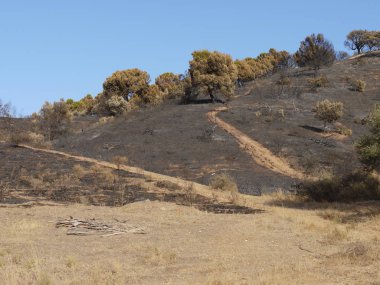 Dağ ateşle yandı