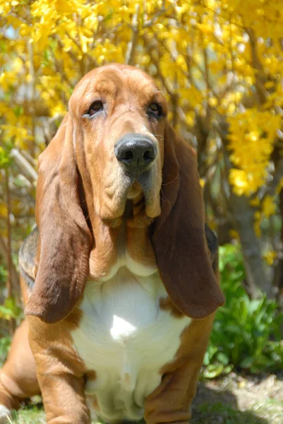 Basset hound — Zdjęcie stockowe