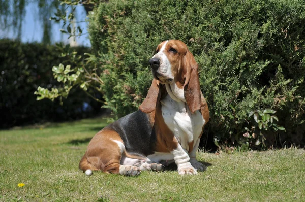 Basset hound