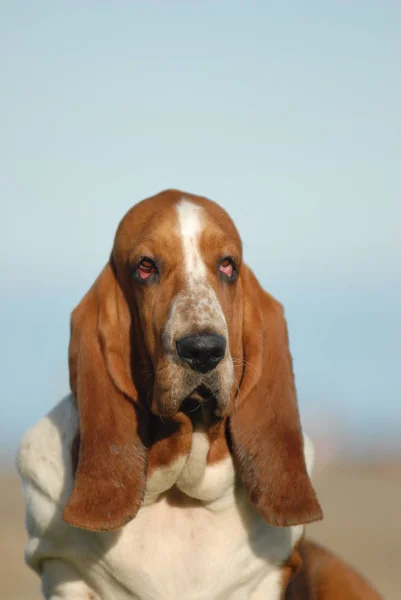 Basset hound — Stok fotoğraf