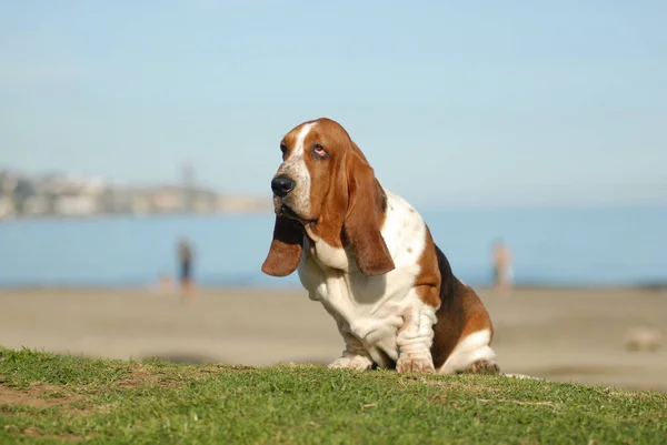 Cachorro basset —  Fotos de Stock