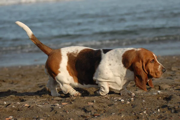 Basset κυνηγόσκυλο — Φωτογραφία Αρχείου