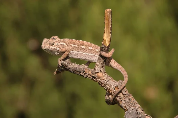 Spesies Chameleon Dalam Kepunahan Malaga Pada Cabang — Stok Foto