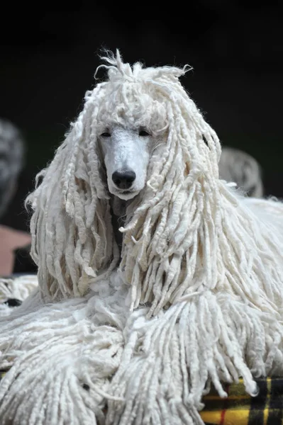 带有理发密码的白色狮子狗 — 图库照片