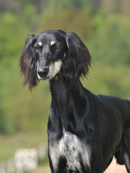Салюкі Арабський Собака Чорного Кольору — стокове фото
