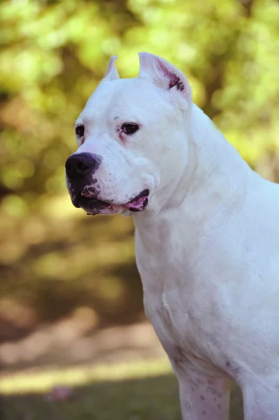 Arjantin Dogue safkan köpek portresi