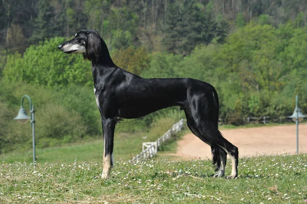 Saluki Arabian Dog Black Color — Stock Photo, Image