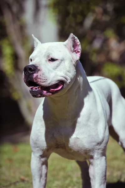 Arjantin Dogue safkan köpek portresi