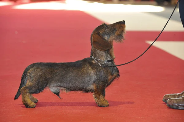 Kanichen Teckel ringde görünüyor.