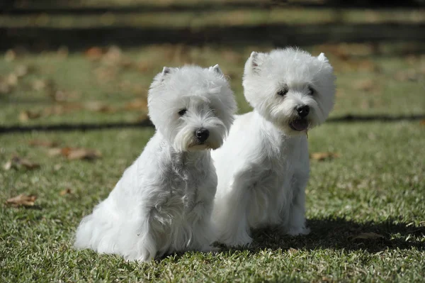 Pár West Highland White Terrier Dogs — Stock Fotó