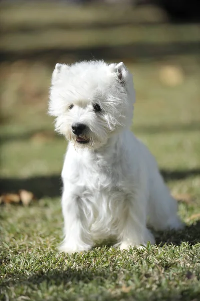 West Highland White Terrier Καθαρόαιμο Σκυλί — Φωτογραφία Αρχείου