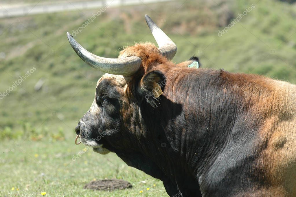 marcelinopozo