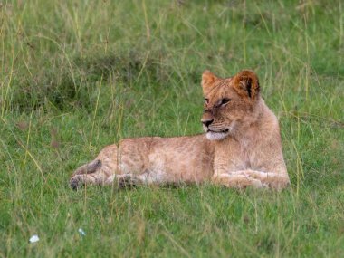 Genç aslan Masai Mara 'da çimlerde yatıyor.