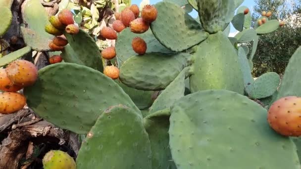 Las peras espinosas naranjas crecen en una planta de cactus en Italia — Vídeo de stock