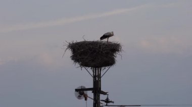 Stork family nest on a power pole in Lower Saxony in Germany
