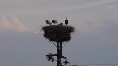 Stork family nest on a power pole in Lower Saxony in Germany