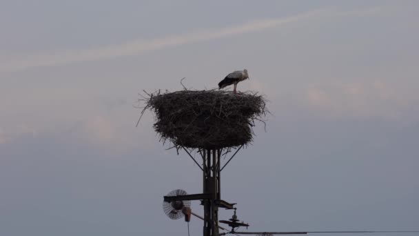 Gniazdo rodziny Stork na słupie mocy w dolnej Saksonii w Niemczech — Wideo stockowe