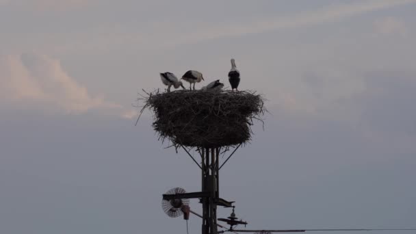 Nido della famiglia Stork su un palo di potere in Bassa Sassonia in Germania — Video Stock