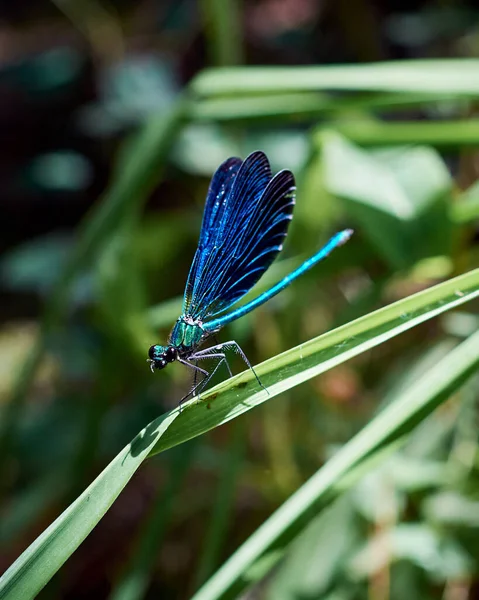 Beautiful Blue Damselfly Calopteyx Virgo Opening Wings While Sitting Plant — Stock Photo, Image