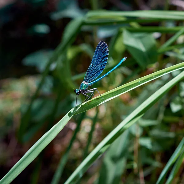 Una Bella Damigella Blu Calopteyx Virgo Appoggiata Sulla Pianta — Foto Stock