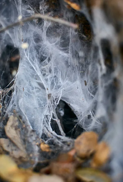 树干里的一个大蜘蛛网 — 图库照片