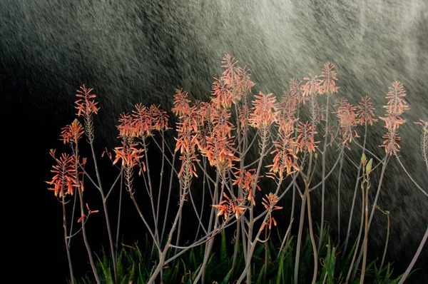 aloe vera bitkisi