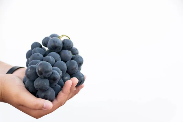 Tiro Horizontal Uma Mão Segurando Monte Uvas Pretas Fundo Branco — Fotografia de Stock