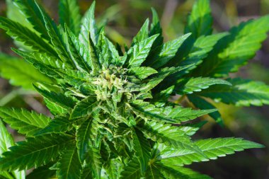 Bush çiçekli bitki kenevir tohumu ve çiçeklerle