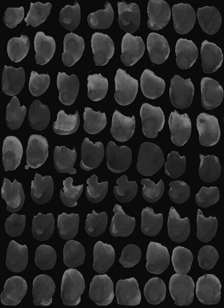 Отпечатки животных с точками и перьями. Просто черный акварельный фон, безморщинистый узор. Скандинавский стиль, дизайн обоев, ткани, текстиля, оберточной бумаги.