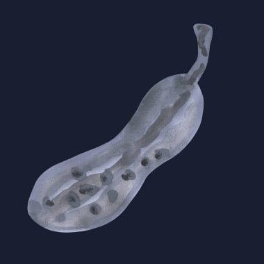 Mavi arka planda izole edilmiş balkabağının suluboya çizimi. Cadılar Bayramı kartı illüstrasyonu. Davetiye için tasarım, poster, kartpostal, ambalaj kağıdı, kapak, kumaş.