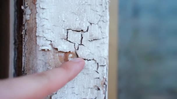 Weiße Farbe bricht und fällt von verblichener Holzrahmenkonstruktion ab. Person blättert alte Farbe von Holzoberfläche ab, abstrakter Hintergrund — Stockvideo