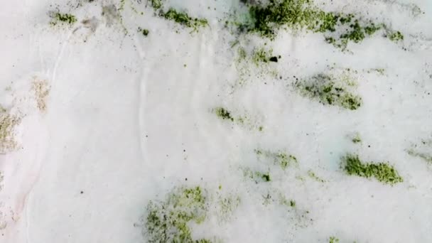 Vista aérea del cardumen marino indio con gran número de algas verdes. Playa de arena blanca cubierta de plantas acuáticas, naturaleza acuática del océano Índico — Vídeos de Stock