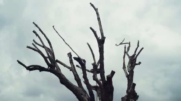 Ветви ужаса на облачном фоне неба, силуэты черных лиственных ветвей старого дерева в лесу. Ужас, тайна и жуткая сцена — стоковое видео