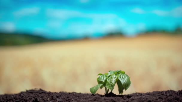 Plantas proceso de cultivo de semillas, nuevo concepto de inicio de vida. Cultivo en suelo fértil húmedo, germinación de brotes en el cielo azul y fondo del campo de trigo. Agricultura y agricultura — Vídeo de stock