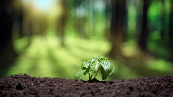 Cultivo de produtos orgânicos no campo sem OGM, cultivando alimentos veganos em solo úmido fértil. Sementes de salada germinando no solo, pequeno broto verde crescendo sob a luz solar. Conceito de agricultura — Vídeo de Stock