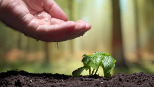 小さな緑の植物の芽の上に手を取り、葉に水を注ぐ人、深刻な干ばつ、乾燥した土壌や植物が絶滅の危険性がある後に植物に水をやるプロセス。環境保全 — ストック動画