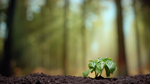 Concept de planète verte sauver, cultiver et cultiver des produits sans OGM. Petit germe de plantes vertes émergeant du sol fertile sous la lumière du soleil, les plantes germant et l'agriculture écologique — Video