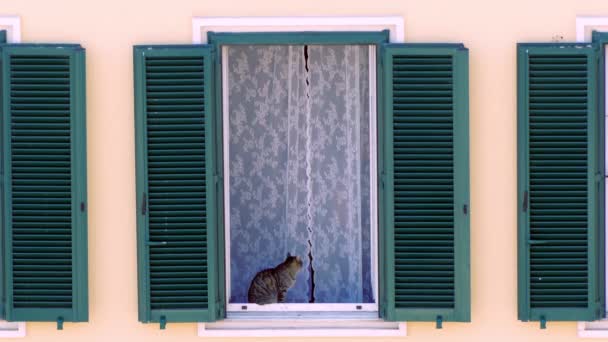 Söt tamkatt sitter på fönsterbrädan på bakgrund av vita gardiner och tittar på gatan rörelse nedan. Vackra husdjur vilar utanför, koppla av i det fria. Skjuta tamdjur från — Stockvideo