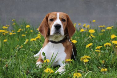 Çiçek açan karahindibaların arasında üç renkli bir köpek..