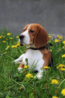 Beagle köpeği çimenlerde yatıyor.