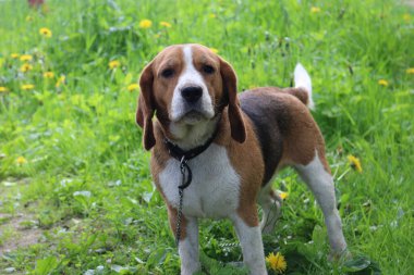 Yürüyüşe çıkmış üç renkli bir köpek..