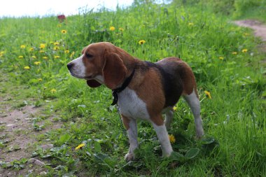 Yürüyüşe çıkmış üç renkli bir köpek..